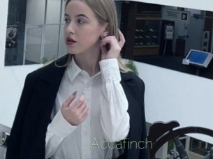 Accafinch
