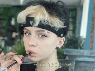 Antoniachasey