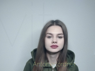 Antoniacordner