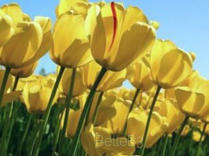 BelleB3 Visio Tchats