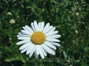 Camellia_XBeauty