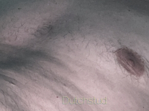 Dutchstud