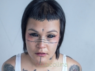 Lilacollina
