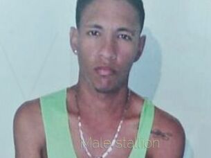 Male_stallion