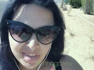 Shinningdaisy