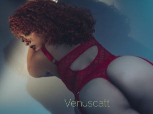Venuscatt